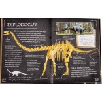 Colección de huesos Dinosaurios